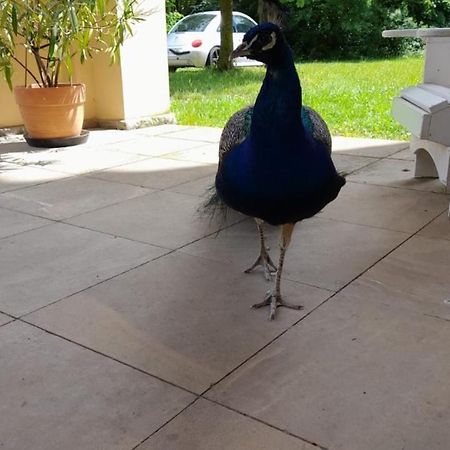 Schloss Tressow Bobitz ภายนอก รูปภาพ